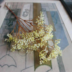 Gypsophile 65 cm
