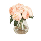 Rosier rose-corail de damas 28 cm