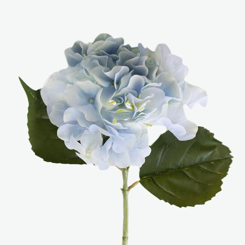 Hortensia haut de gamme bleu