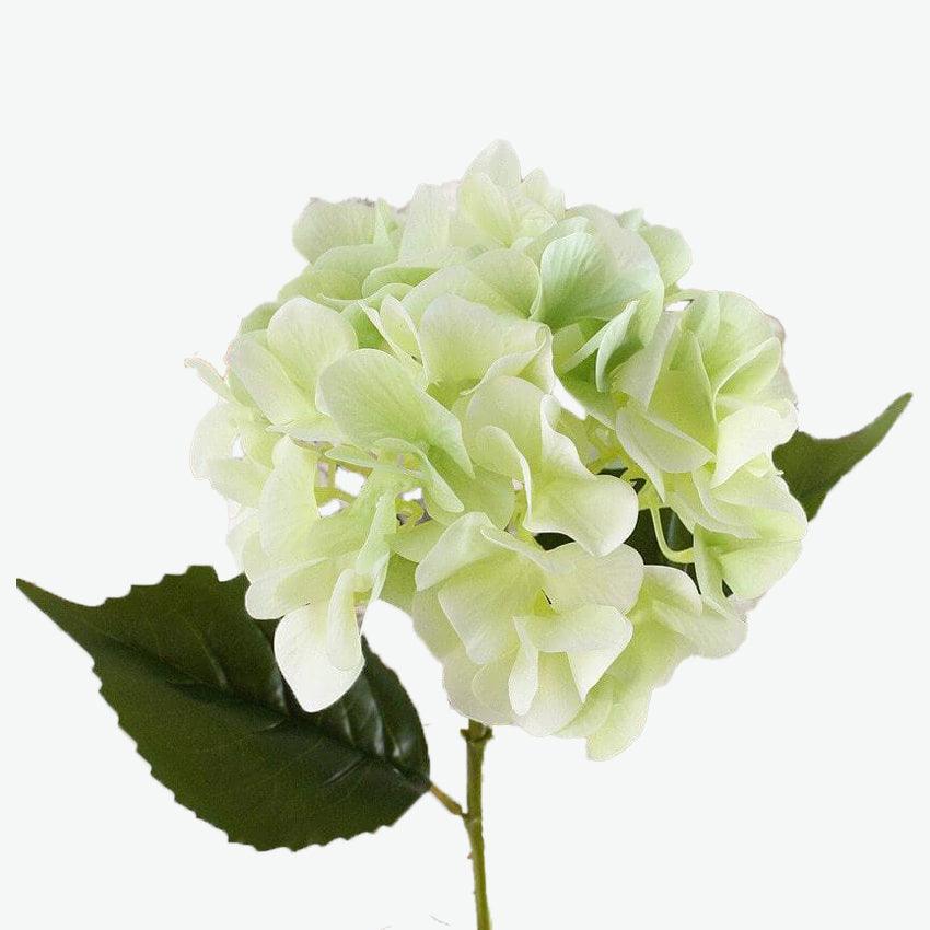 Hortensia haut de gamme vert